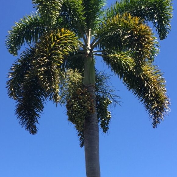 Five ⭐️ Seller - Fast Shipper! - Picture 5 of 15